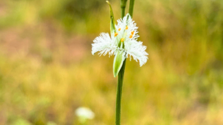 Flor de la Plumilla (Trichopetalum plumosum)