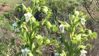 Orquídea Flor del Bigote (Bipinnula fimbriata)