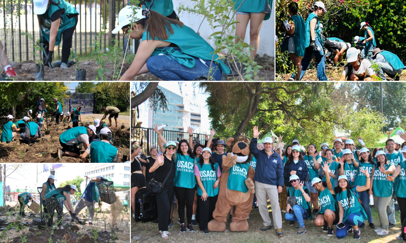Collage de diversas personas con pecheras verdes de usach sostenible participando en la jornada de plantación de dos nuevos bosques con metodología miyawaki dentro del campus Usach
